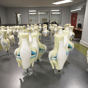 Modelo Anatómico <span class=keywords><strong>de</strong></span> <span class=keywords><strong>Huesos</strong></span> <span class=keywords><strong>Humanos</strong></span>, Esqueleto <span class=keywords><strong>de</strong></span> Rodilla con 4 Etapas <span class=keywords><strong>de</strong></span> Osteoartritis, para Uso en la Escuela <span class=keywords><strong>de</strong></span> Medicina, Modelo <span class=keywords><strong>de</strong></span> Esqueleto Humano, Modelo <span class=keywords><strong>de</strong></span> Articulación <span class=keywords><strong>de</strong></span> Rodilla - Product Image 4