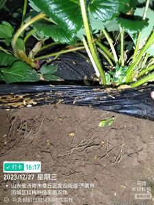 Fertilizante de Extrato de Algas Marinhas Orgânico 100% Natural Solúvel em Água para Agricultura Polissacarídeo de Algas Marinhas No.1 - Product Image 3