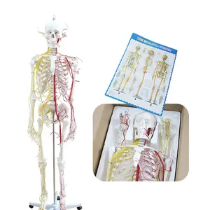 FRT001A Modelo de esqueleto humano 170cm, esqueleto de ensino com osso grande de nervos e vasos sanguíneos