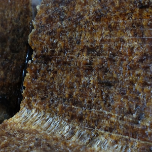 ยาง SVR 20ของเวียดนามยางเกรดเทคนิคราคาไม่แพงประสิทธิภาพที่มั่นคงสำหรับการใช้งานในอุตสาหกรรมระยะยาว - Product Image 1