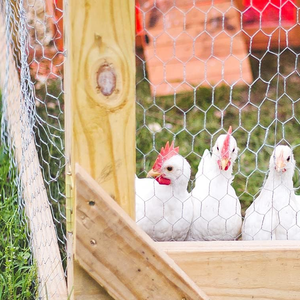 SRX, tamaño personalizado, malla de alambre de hierro galvanizado <span class=keywords><strong>Hexagonal</strong></span>, Red de alambre para aves de corral, valla de jardín, barrera para mascotas, conejo, malla de pollo - Product Image 6