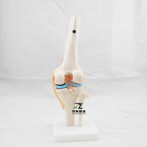 Modelo Anatómico <span class=keywords><strong>de</strong></span> <span class=keywords><strong>Rodilla</strong></span> Humana <span class=keywords><strong>de</strong></span> PVC <span class=keywords><strong>de</strong></span> Tamaño Real para Ciencias Médicas, Modelo <span class=keywords><strong>de</strong></span> Esqueleto Anatómico para Enseñanza - Product Image 4