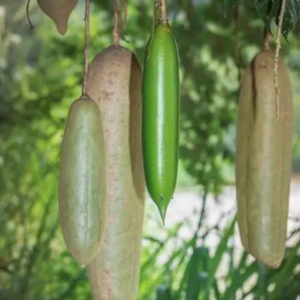Poudre d'extrait de fruit de Kigelia Africana naturelle de haute qualité, extraite par solvant, qualité alimentaire, prix de gros, spécification pure, en fût - Product Image 2