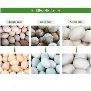 <span class=keywords><strong>Avicola</strong></span> Industrial Maquina Limpiadora Lavadora Y Secadora De Huevo De Gallina Egg Washer and Dryer Machine - Product Image 6