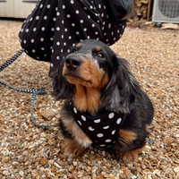 Harnais pour chien à pois noir et blanc avec logo au design personnalisé Fournisseur d'accessoires pour animaux de compagnie Ensembles de harnais à pois pour chiens