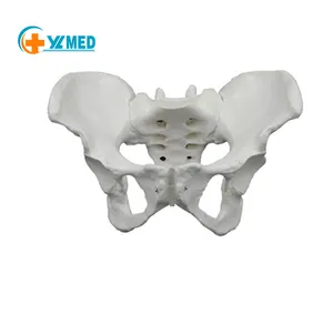 Medical science and education life-size female pelvis model hip anatomy model teaching skeleton teaching model