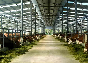 Establos Prefabricados de Acero para Ganado, Caballos y Vacas - Product Image 4