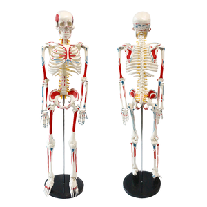Modèle d'anatomie du <span class=keywords><strong>squelette</strong></span> <span class=keywords><strong>humain</strong></span> grandeur nature, double <span class=keywords><strong>face</strong></span>, codé par couleur, avec support, pour l'enseignement médical - Product Image 1