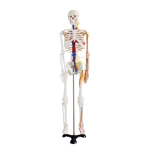 EN 101 <span class=keywords><strong>Corps</strong></span> <span class=keywords><strong>Corps</strong></span> <span class=keywords><strong>Humain</strong></span> Modèle Squelette Modèle Médecine Anatomie Fournitures D'enseignement D'enseignement Médical - Product Image 1