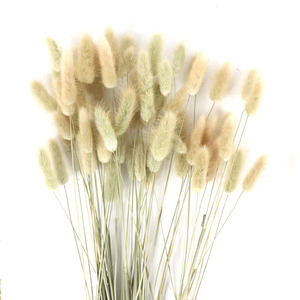 20 Ramas/Unidades de Plantas de Lagurus Ovatus, Colas de Conejo Reales, <span class=keywords><strong>Flores</strong></span> <span class=keywords><strong>Secas</strong></span>, Hierba, Flor Eterna - Product Image 4