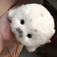 Peluche Adorable Phoque Bébé Pendentif Thème Marin pour Machine à Pinces Vente en Gros avec Rembourrage Coton PP 31cm-50cm