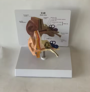 Anatomical Ear Model 3D Medical <b>Silicone</b> Educational <b>Tool</b> for Teaching Human Anatomy 12cm Base 9cm Height - Product Image 5