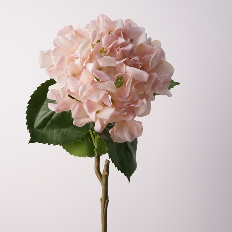 Toucher hortensia hollandais-rose brume douce