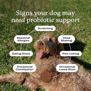 Prebióticos para Perros, Apoyo a la Salud Intestinal, Diarrea Ocasional, Alergias Digestivas Estacionales, Sabor a Cerdo, 4.2 Onzas, 30 Cápsulas Blandas - Product Image 4