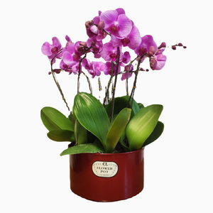 Nouveau style <span class=keywords><strong>pot</strong></span> de fleurs <span class=keywords><strong>en</strong></span> résine haut de gamme, finition grainée brillante, pour <span class=keywords><strong>jasmin</strong></span> chinois, narcisse rond, orchidée et orchidée papillon - Product Image 5