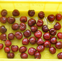 Industriële & tafelmodel kersenontpitter, fruitontpitter voor kersen en wilde vruchten, voor verwerking.