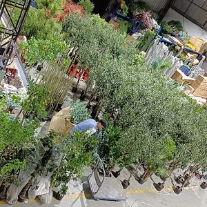 ต้นมะกอกประดิษฐ์ที่ถอดออกได้<span class=keywords><strong>160</strong></span>ซม. 5.3ฟุตต้นมะกอกพลาสติก Faux ในหม้อ - Product Image 6