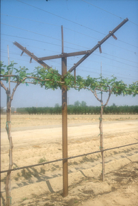 Metalen Gegalvaniseerde V-Vormige Y-Vormige Wijngaard Open Gevel <span class=keywords><strong>Trellis</strong></span> Systeem Post Voor Tafeldruif - Product Image 6