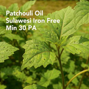 Aceite de Pachulí Sulawesi Sin Hierro, Mínimo 30 PA, Aceite de Aromaterapia de Alta Calidad (PL-203) Aroma Van - Product Image 1
