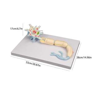 मानव 2500x बढ़े हुए न्यूरोऑन सेल मॉडल एनाटोमी मॉडल चिकित्सा विज्ञान के लिए परमाणु अध्ययन के लिए प्रमाणित - Product Image 2