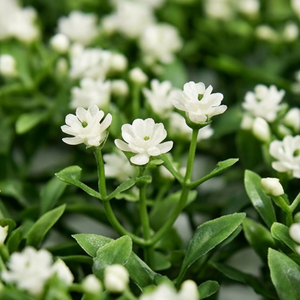 Artificial White Mini Grass Floral Panel Decorative Vertical Garden <b>Wall</b> Tile for Indoor Outdoor Green <b>Wall</b> Decor - Product Image 3