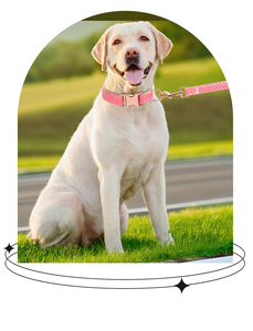 Collar de Perro Ajustable de Lujo con Placa de Identificación Personalizada, Patrón Sólido, Etiqueta de Identificación Desprendible, Hecho de Poliéster y Aleación - Product Image 5