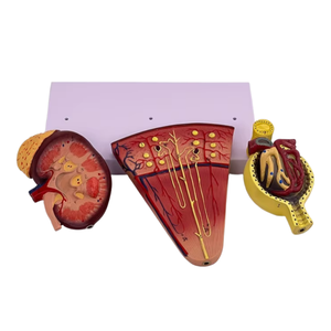 Unidad Renal y Modelo Glomerular Estructura Anatómica del Sistema Urinario Modelo de Riñón Humano Modelo Anatómico Renal - Product Image 2