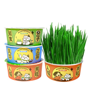 Semillas de hierba para gatos mezcladas en caja de fideos instantáneos, fáciles de cultivar, salud digestiva, snack para gatos - Product Image 2