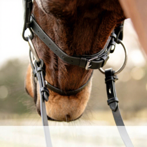 Bridon anglais avec têtière anatomique et muserolle de saut rembourrée en cuir souple, fait main, style anglais pour chevaux - Product Image 4