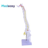 Colonne vertébrale verticale médicale de 45CM avec le bassin et le fémur, modèle médical de colonne vertébrale