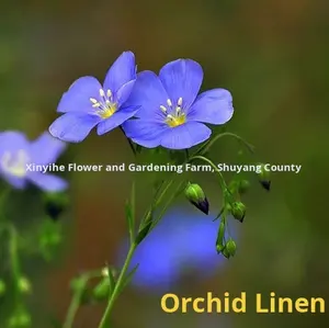 بذور الكتان الزرقاء متعددة الأزهار طراز 33 الصيني لتحسين كثافة العظام وتزيين الفناء - Product Image 4