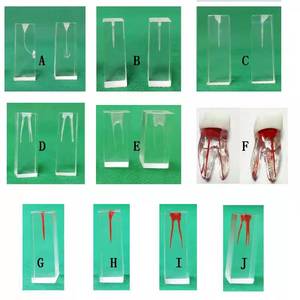 Práctica de Odontología, Modelo de Cabeza Simulada Modelo RT, Modelo Dental Transparente, Estudiantes Practican con Modelos Dentales - Product Image 5