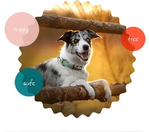 Aksesoris Anjing UFBemo, Set Kalung dan Tali Anjing LED Bercahaya dengan Lampu untuk Anjing - Product Image 6