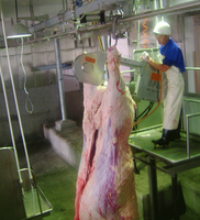 Scie à découper le bétail de type courroie à roulement à billes de marque EME à haute efficacité, machines de transformation du bœuf pour abattoir