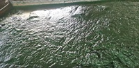 Poudre de spiruline de haute qualité pour petits poissons