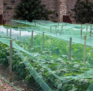 Rede Agrícola Anti-Pássaros Personalizada em PE com Proteção UV Disponível em Modelos com Nó e Sem Nó - Product Image 6