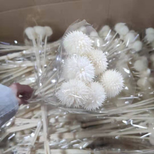 Bouquet <span class=keywords><strong>séché</strong></span> Fleurs préservées Colorées Leonotis Snow Echinops Thistle pour arrangement floral - Product Image 5