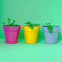 Beau kit de plantes de bombe de graines de fleurs sauvages dans une boîte à boules de fleurs artificielles Kit de jardinage et de jardinières Caractéristique suspendue pour une utilisation au sol