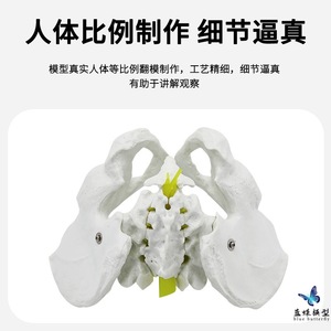 Modèle d'enseignement : Modèle naturel d'os pelvien masculin avec cinq vertèbres lombaires et nerfs rachidiens ; spécimen squelettique humain simulé. - Product Image 2