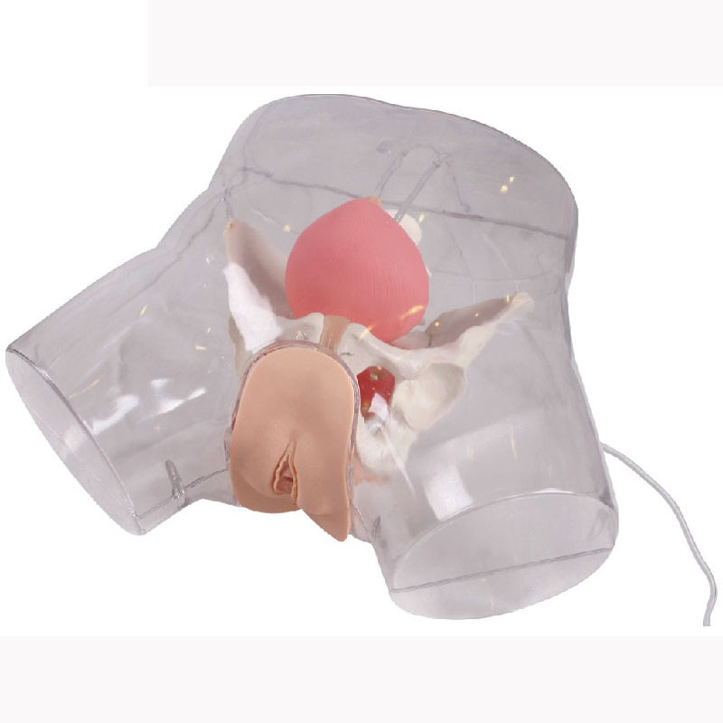 Медицинский научный манекен из ПВХ, практическая Прозрачная женская модель для катетеризации уретры, симулятор обучения катетеру человека