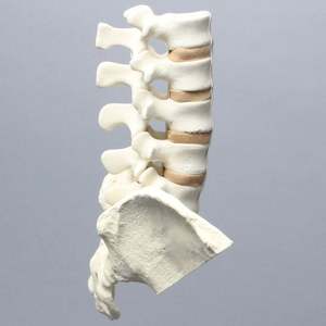 KyrenMed tulang belakang busa padat dengan daun Iliac L1 sampai busa sakrum kortikal Lumbar tulang belakang untuk praktek bedah ortopedi - Product Image 2