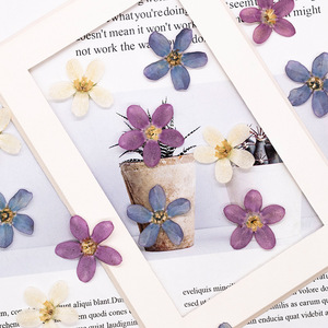 Fleurs séchées pressées de fleurs bleues étoilées naturelles pour la fabrication de bijoux <span class=keywords><strong>en</strong></span> résine DIY, la <span class=keywords><strong>d</strong></span>écoration de coques de téléphone et le nail art - Product Image 2