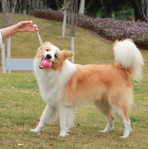 Yeni varış temiz diş interaktif Pet tenis topu çiğnemek oyuncak köpek römorkör oyuncak halat köpek oyuncak - Product Image 2