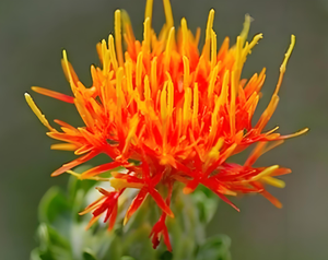 Высококачественный растительный экстракт Картамуса, сафлоровый порошок - Product Image 2