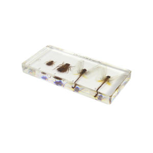 รอบชีวิตของแมลงแมลงปีกแมลงวันเพื่อแสดงประวัติชีวิตของตัวอย่างแมลงในห้องเรียนแมลงปีกแมลงวันเพื่อการศึกษาวิทยาศาสตร์ - Product Image 5