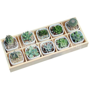 Wooden Divider Succulent <b>Plant</b> <b>Pot</b> Desktop Storage Box Display Tray Multi Compartment Potted <b>Plant</b> Wooden Box - Product Image 5