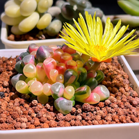 Ensembles de combinaisons de plantes succulentes écologiques, grappes de Fenestraria variées, fausses succulentes pour la décoration de la maison, du jardin et des bonsaïs, artificielles