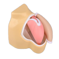Simulador de entrenamiento artroscópico humano para ciencias médicas, modelo de articulación de hombro para uso en enseñanza médica, CE/ISO