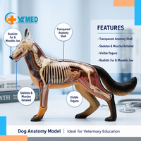 Modelo Anatómico de Perro, Simulación de Anatomía Animal, Biología, Órganos Desmontables, Partes del Cuerpo, Modelos Educativos de Ciencia, Modelos Veterinarios Escolares
