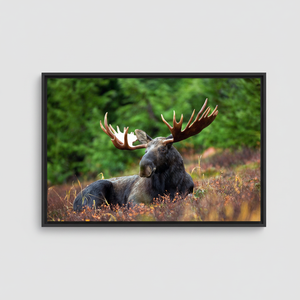 Rustic Moose <b>Canvas</b> <b>Wall</b> Art: Lodge Decor Printed <b>Canvas</b>,BLACK FRAMED <b>CANVAS</b> - Product Image 2